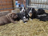 Chiots de race Bullypit à vendre (2 femelles & 1 mâle)