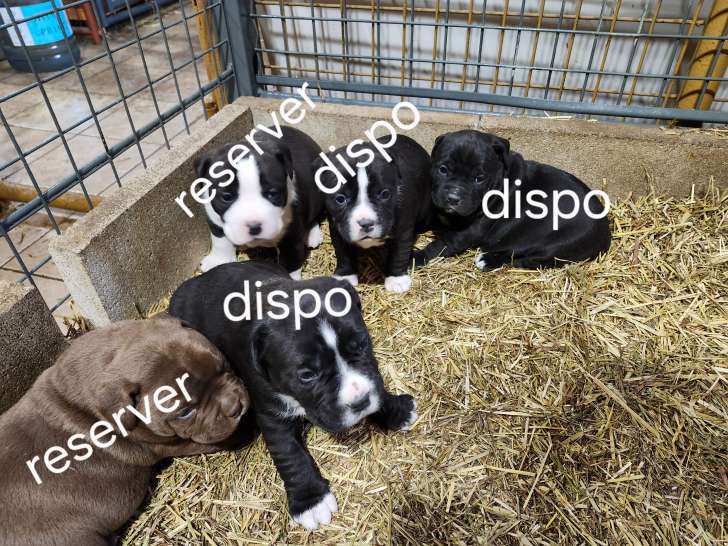 Chiots de race Bullypit à vendre (2 femelles & 1 mâle)