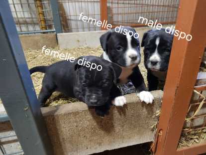 Chiots de race Bullypit &agrave; vendre (2 femelles & 1 m&acirc;le)