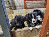 Chiots de race Bullypit &agrave; vendre (2 femelles & 1 m&acirc;le)