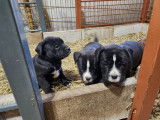 Chiots de race Bullypit &agrave; vendre (2 femelles & 1 m&acirc;le)