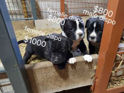 Chiots de race Bullypit &agrave; vendre (2 femelles & 1 m&acirc;le)