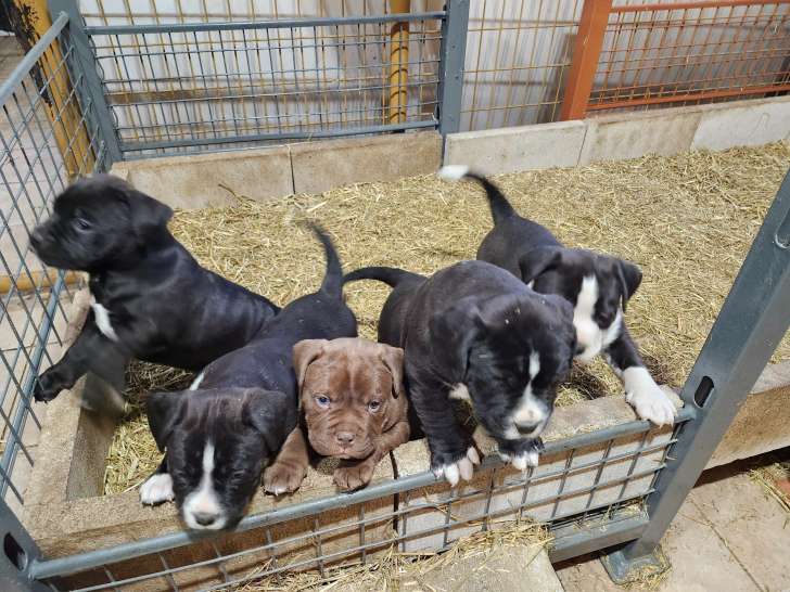 Chiot de race Bullypit femelle à vendre