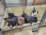 Chiots de race Bullypit &agrave; vendre (2 femelles & 1 m&acirc;le)