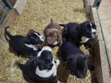 Chiots de race Bullypit &agrave; vendre (2 femelles & 1 m&acirc;le)