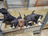 Chiots de race Bullypit &agrave; vendre (2 femelles & 1 m&acirc;le)