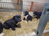 Chiot de race Bullypit femelle à vendre