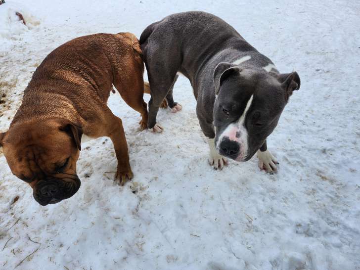 Chiots de race Bullypit à vendre (1 femelle & 1 mâle)