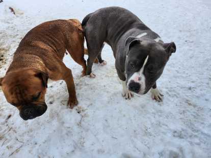 Chiots de race Bullypit à vendre (1 femelle & 1 mâle)