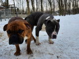 Chiots de race Bullypit à vendre (1 femelle & 1 mâle)