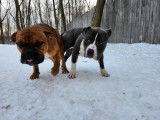 Chiots de race Bullypit à vendre (1 femelle & 1 mâle)
