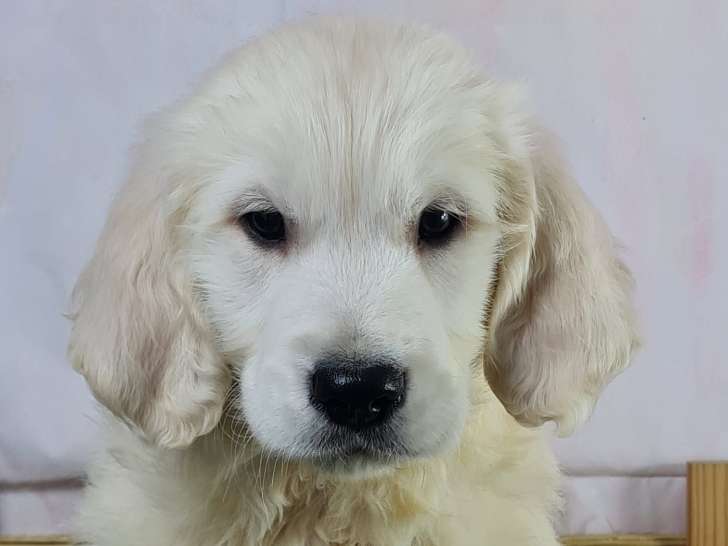 Vernon
