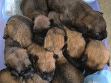 Chiots Berger Belge Malinois LOF à vendre