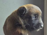 Chiots Berger Belge Malinois LOF à vendre