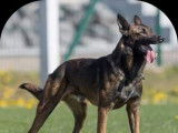 Chiots Berger Belge Malinois LOF à vendre