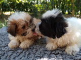 Chiots Bichon Havanais LOF à vendre