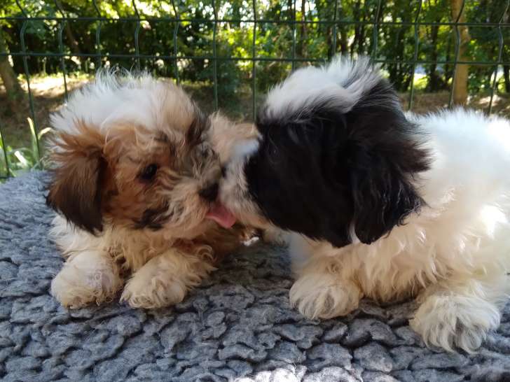 Chiots Bichon Havanais LOF à vendre