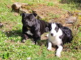 Mâle Staffordshire Bull Terrier disponible pour saillie