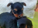 Chiots Yorkshire Terrier à vendre