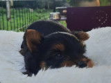 Chiots Yorkshire Terrier à vendre