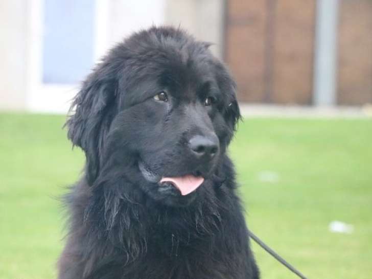 Chienne Terre-Neuve LOF noire de 2 ans disponible à la vente