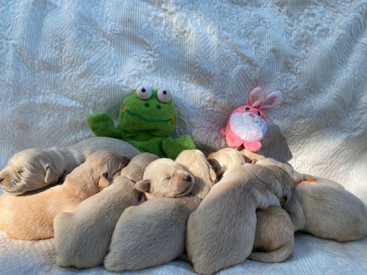 Des chiots Golden Retrievers à la réservation (LOF)