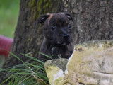 2 chiots Staffordshire Bull Terriers bicolores LOF à acheter