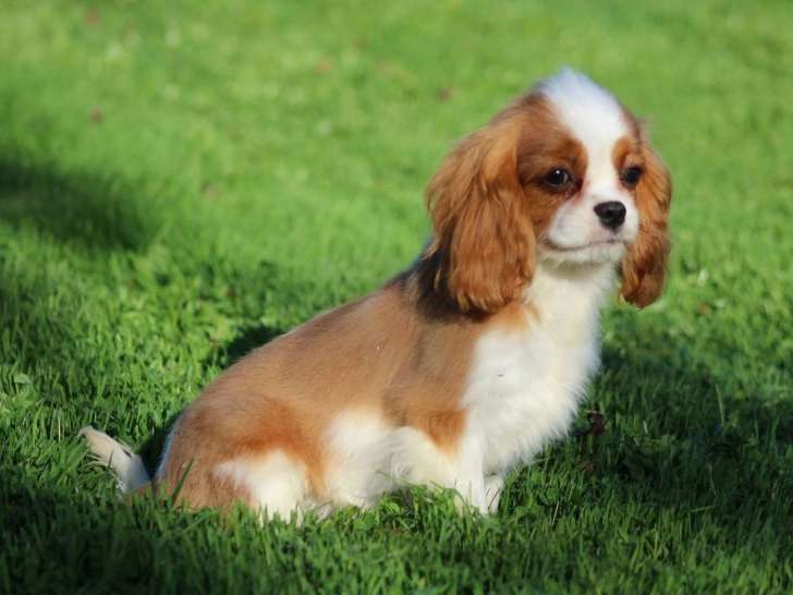 Chiot Cavalier King Charles mâle blenheim LOF à vendre