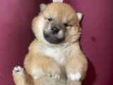 À réserver 1 chiot Shiba Inu femelle LOF
