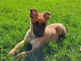 Disponibles à l’achat 3 chiots Malinois femelles LOF