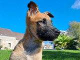 Disponibles à l’achat 3 chiots Malinois femelles LOF