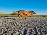 Disponibles à l’achat 3 chiots Malinois femelles LOF