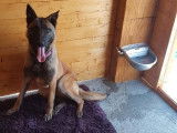 Disponibles à l’achat 3 chiots Malinois femelles LOF
