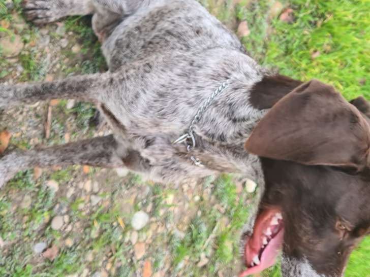 Chienne Drahthaar croisée Beagle de 8 mois à donner