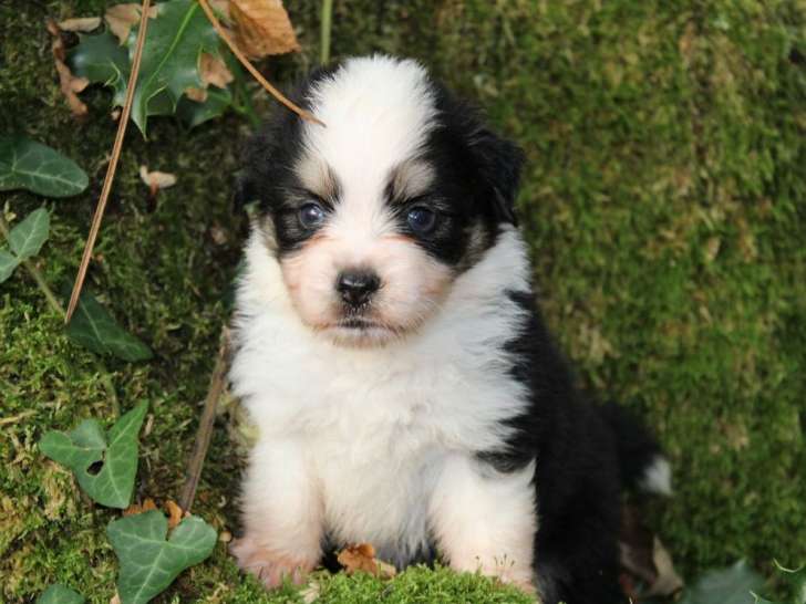 6 chiots Bergers Américains Miniatures LOF à réserver