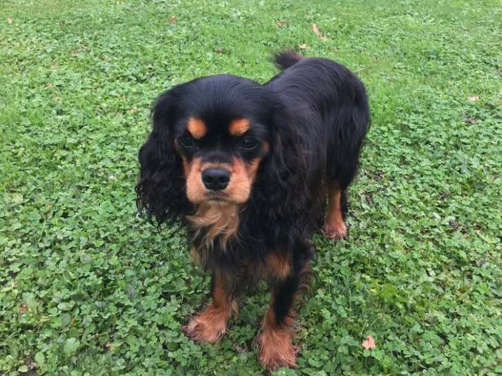 Chien Cavalier King Charles LOF d’un an bicolore à vendre