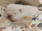 À réserver 5 chiots Bulldogs Anglais LOF
