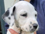 12 chiots Dalmatiens LOF tachetés de noir à réserver