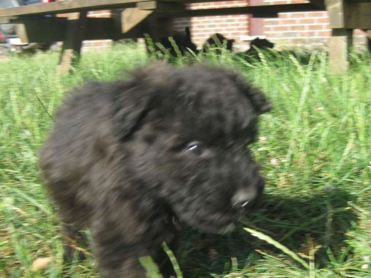 Chiots de race Bouvier des Flandres à vendre (2 f et 2m )