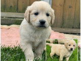 À vendre 3 chiots mâles Golden Retrievers LOF