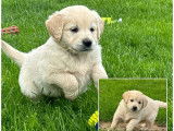 À vendre 3 chiots mâles Golden Retrievers LOF