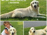 À vendre 3 chiots mâles Golden Retrievers LOF