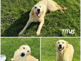 À vendre 3 chiots mâles Golden Retrievers LOF
