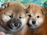 4 chiots Shiba Inu LOF à vendre