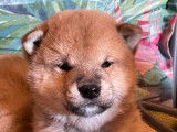 4 chiots Shiba Inu LOF à vendre