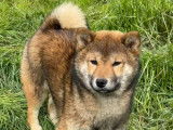 4 chiots Shiba Inu LOF à vendre