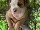 Chiot American Bully pocket à vendre