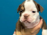 5 chiots type Old English Bulldog à vendre