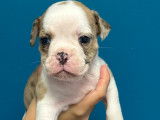 5 chiots type Old English Bulldog à vendre
