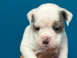 5 chiots type Old English Bulldog à vendre